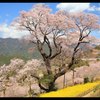 春爛漫の桜旅　ひょうたん桜