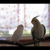 コイバナ