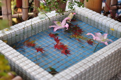 京都散歩
