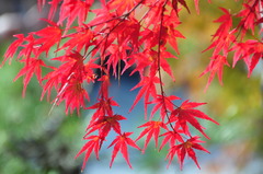 京都永観堂の紅葉