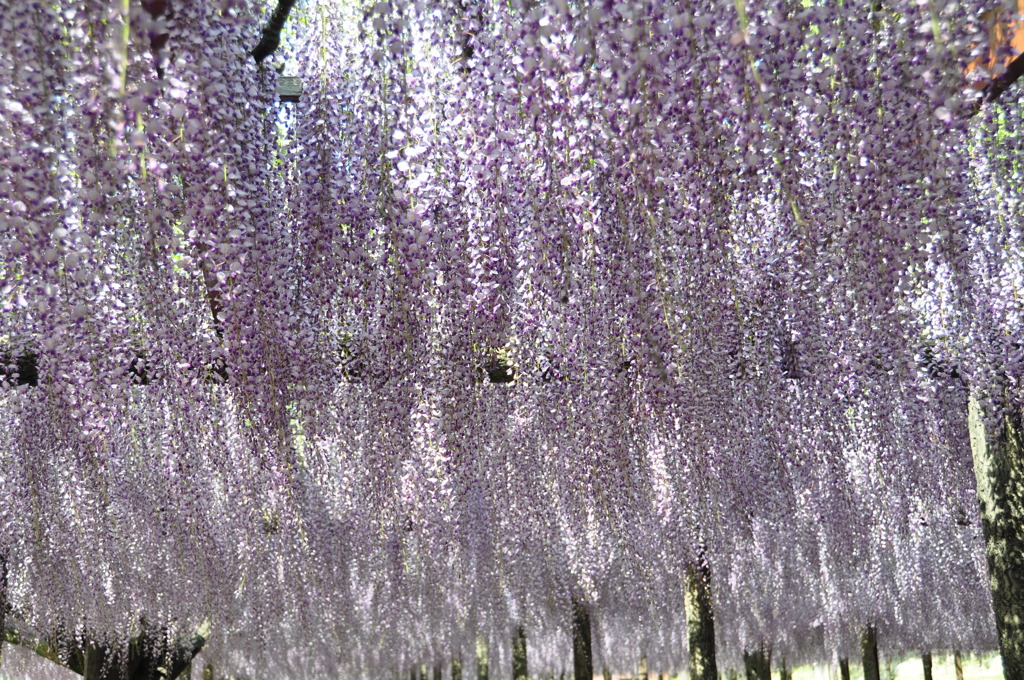 藤祭り２