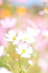 秋