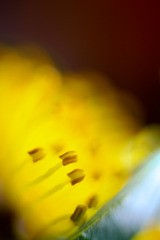 IMG_6451-1