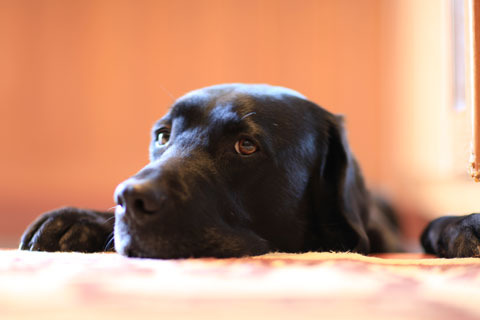 030_animal