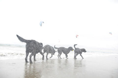 006_animal