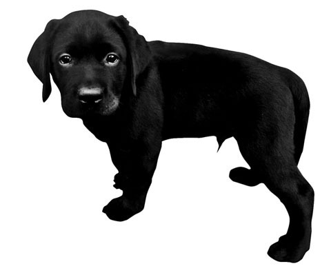 031_animal