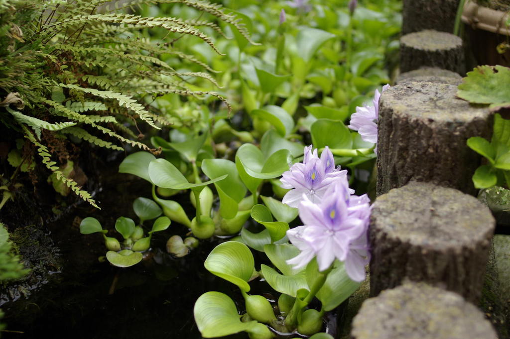 水花