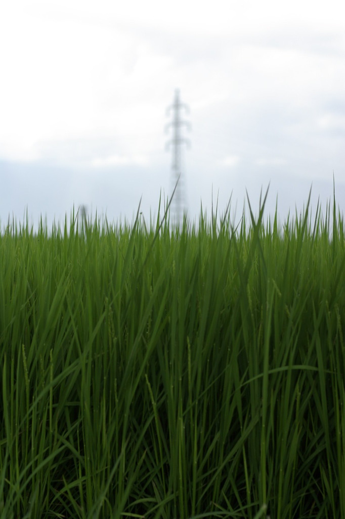 青稲