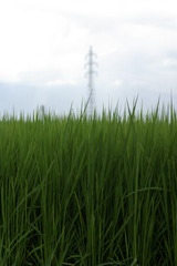 青稲