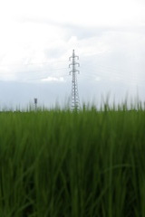 青稲