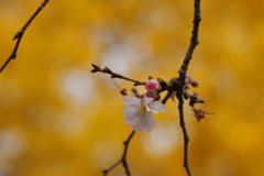 冬桜と銀杏