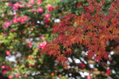 紅葉と満開の椿