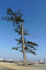 城の松