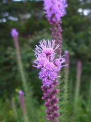 P1000711