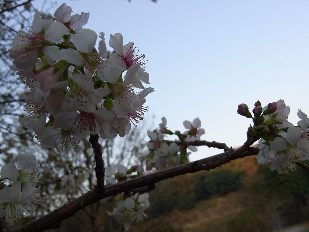 ヒマラヤ桜