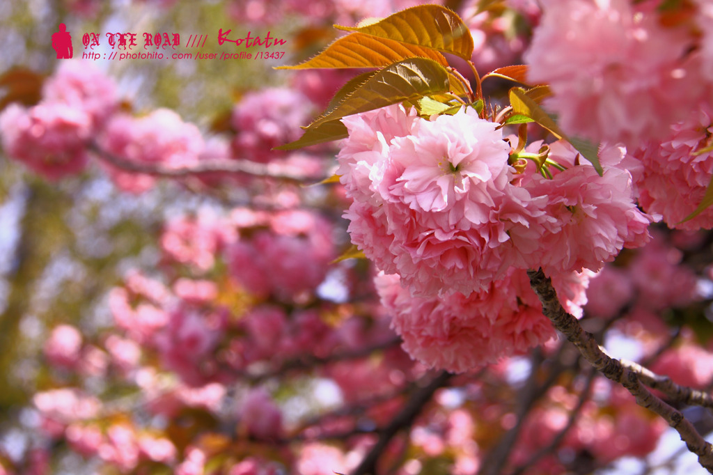 SAKURA  SAKURA
