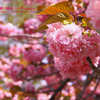 SAKURA  SAKURA
