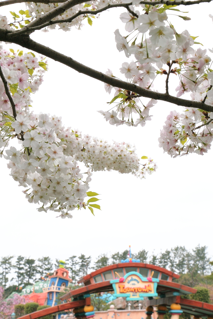 桜とトゥーンタウン