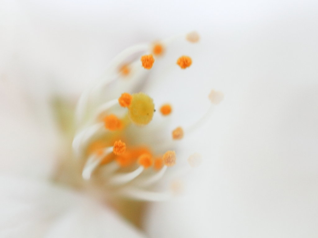 桜のしべ！