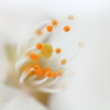 桜のしべ！