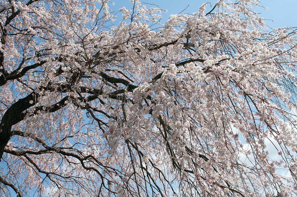 枝垂桜