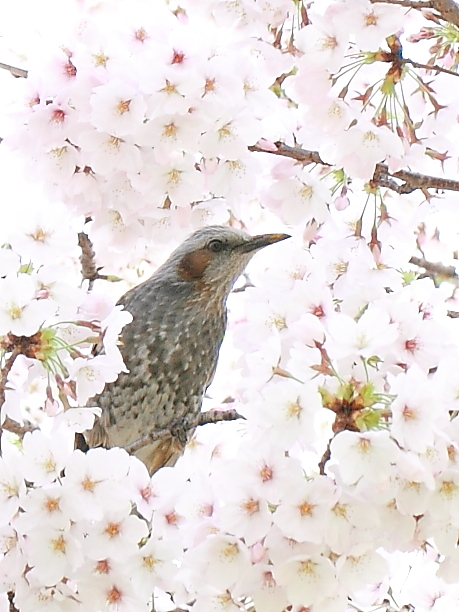SAKURA  HOUSE