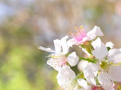 ひまらや桜