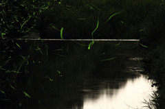 ほたる　2010　