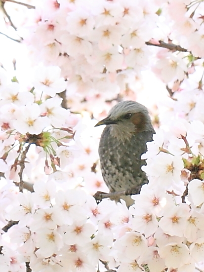 サクラ　ハウス