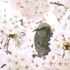 サクラ　ハウス