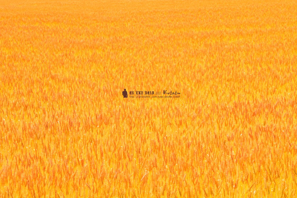 麦畑