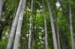 忍が隠れているが