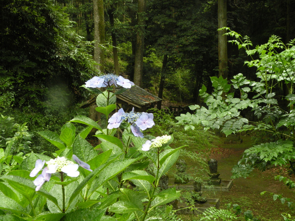山寺に降る雨