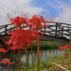 水路と彼岸花