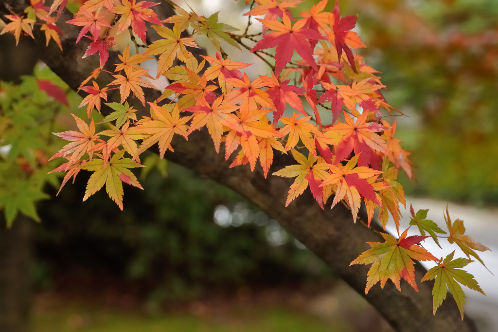 紅葉  本番！