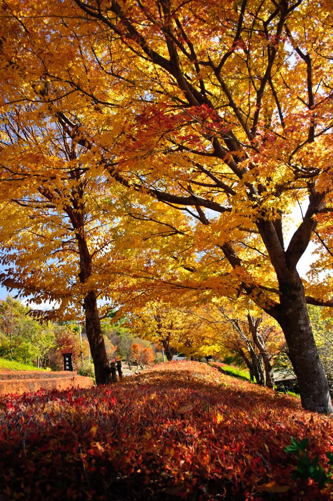 紅葉通り1丁目1番地