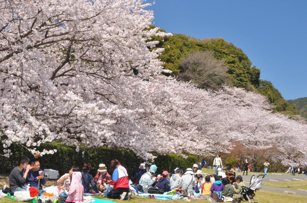 桜の木下で