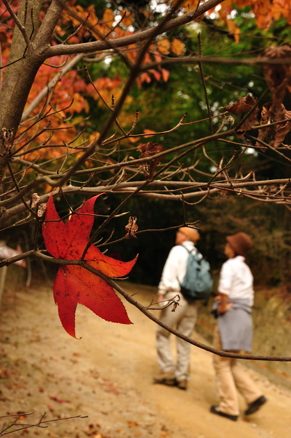 invitation　to　fall