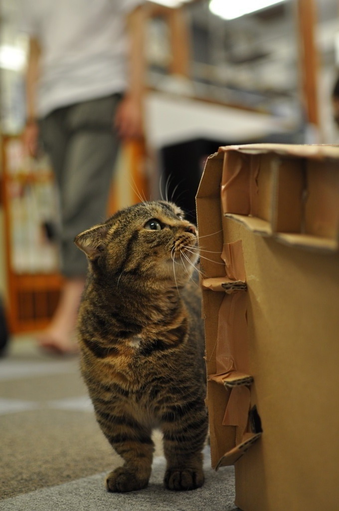 マンチカン