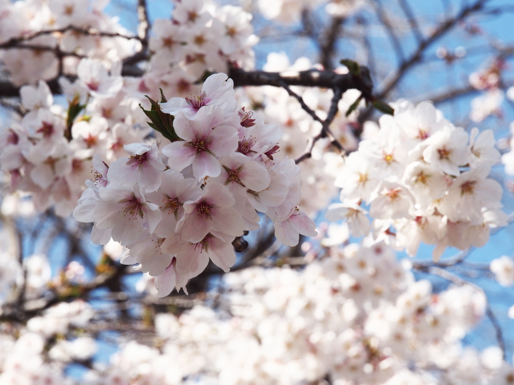 桜