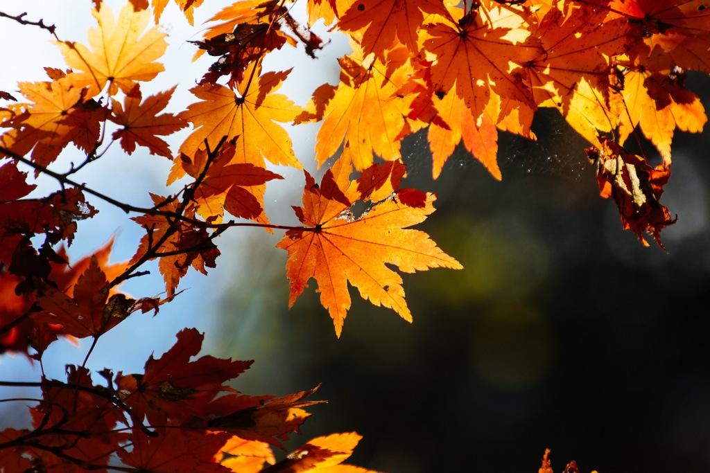 雲取山縦走（紅葉）