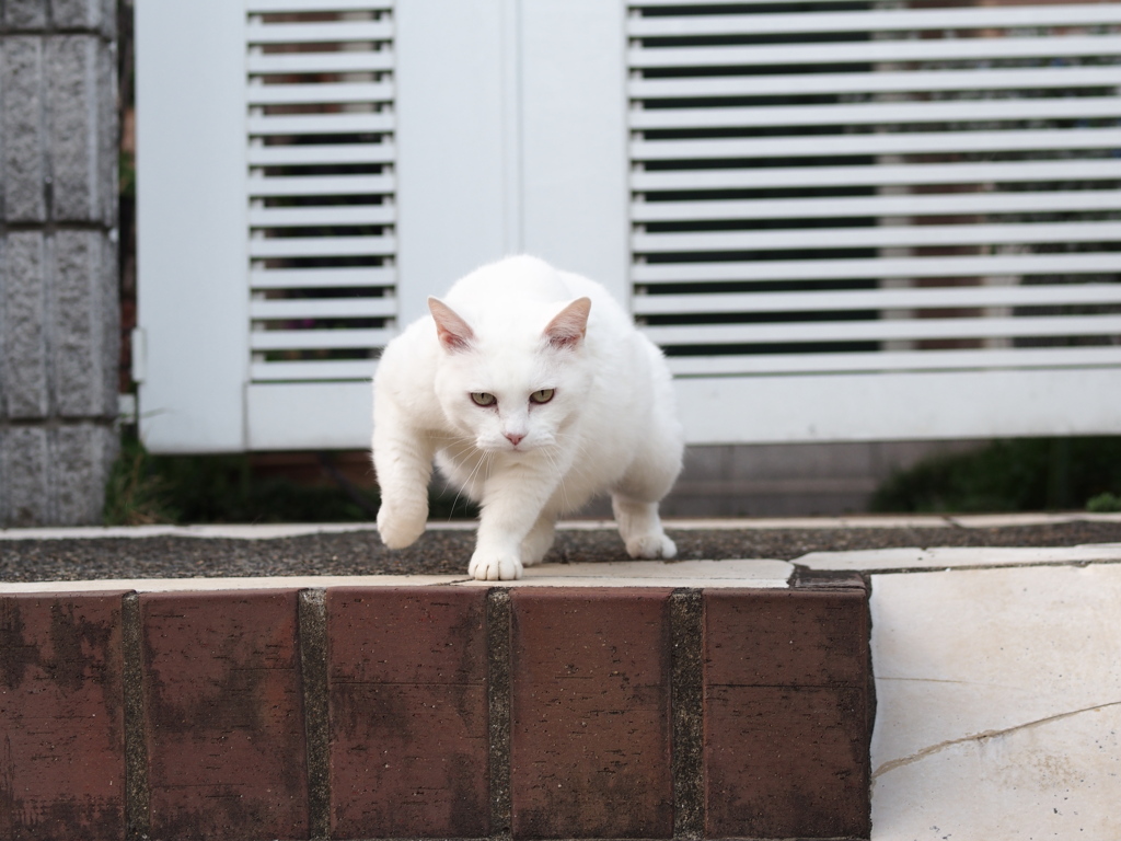 お、なに見とんねん、こら