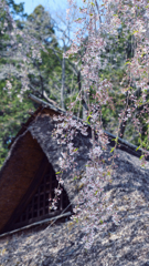 高麗神社のしだれ桜