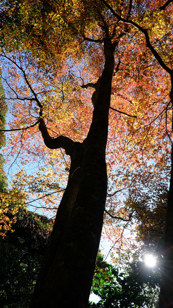 紅葉