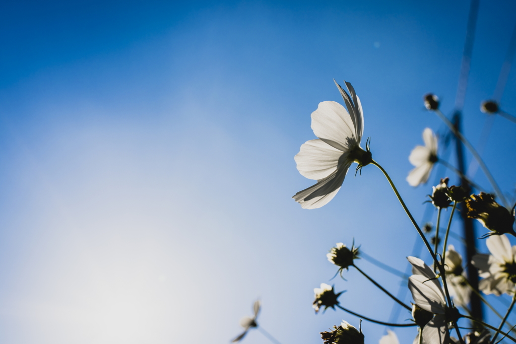 秋桜