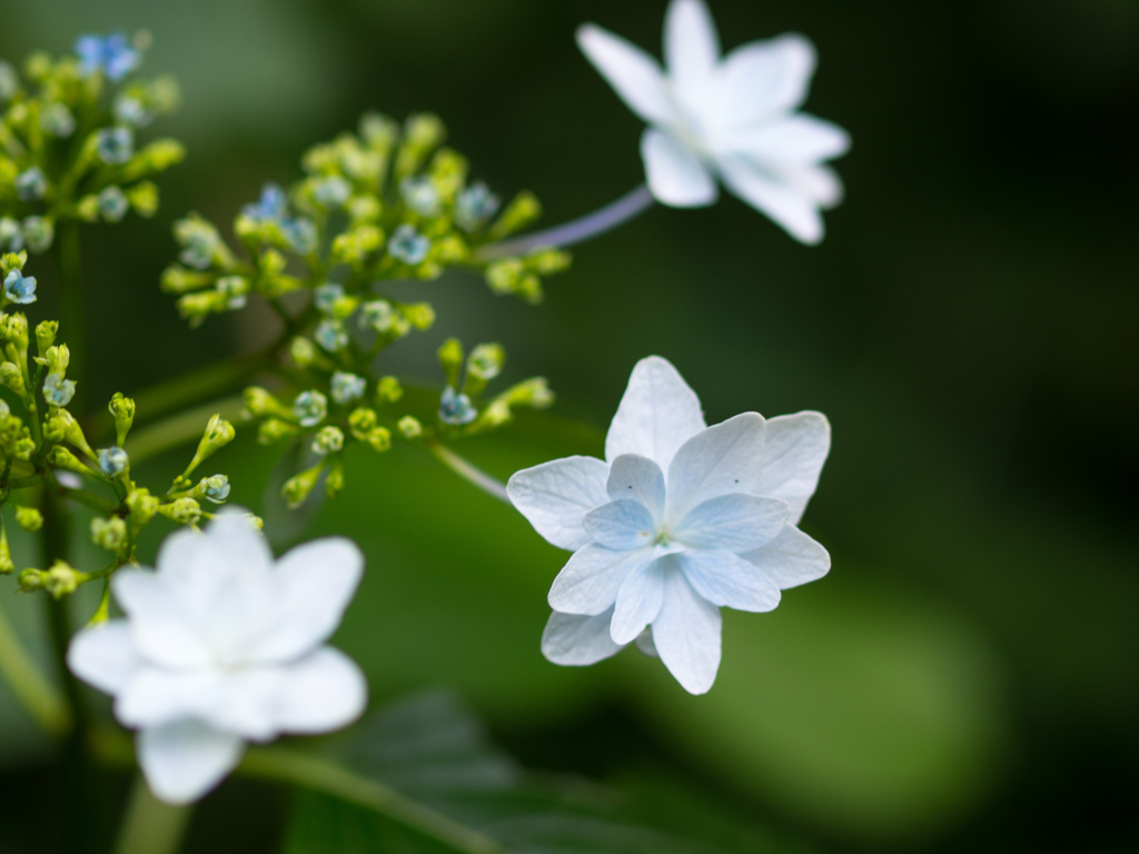 紫陽花
