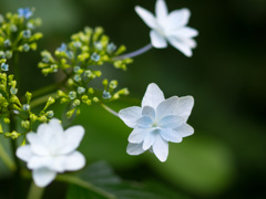 紫陽花