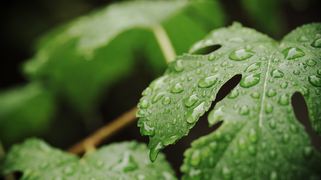 雨上がり