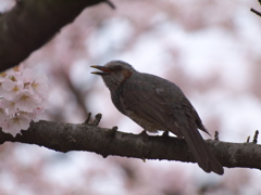 春ですね４