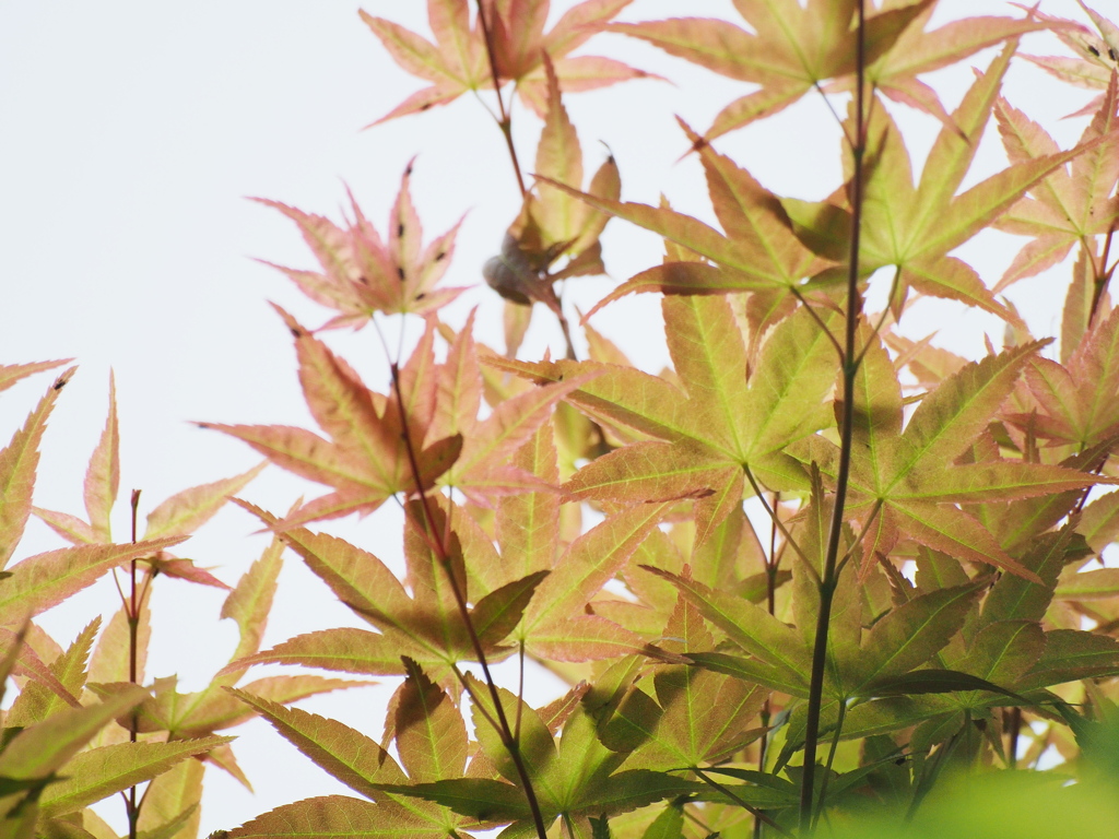 紅葉から新緑へ